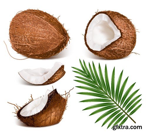 Stock Vectors - Coconuts 2