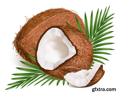 Stock Vectors - Coconuts 2