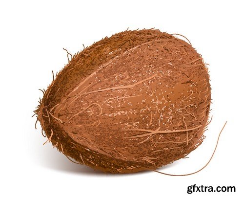 Stock Vectors - Coconuts 2