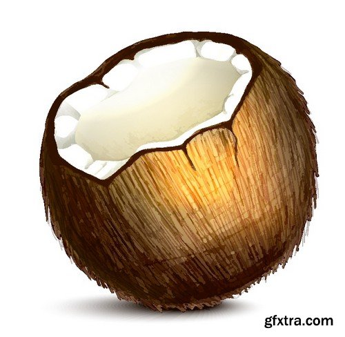 Stock Vectors - Coconuts 2