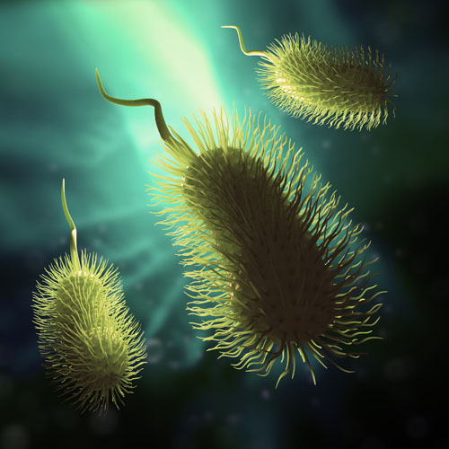 Organism and viruses - 25x JPEGs