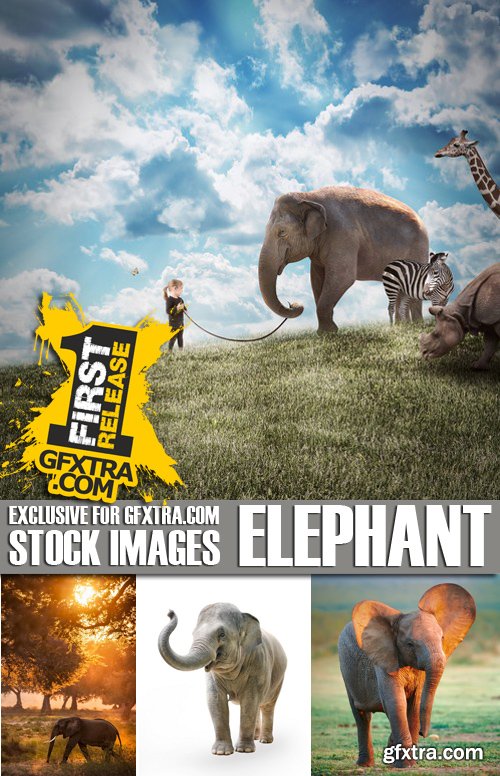 Stock Photos - Elephant, 25xJPG