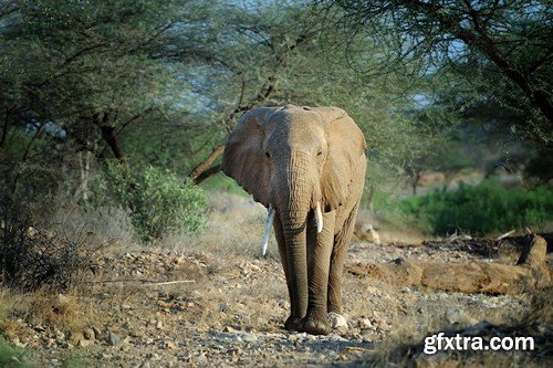 Stock Photos - Elephant, 25xJPG