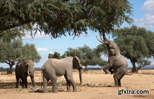 Stock Photos - Elephant, 25xJPG