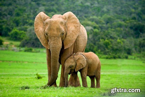 Stock Photos - Elephant, 25xJPG