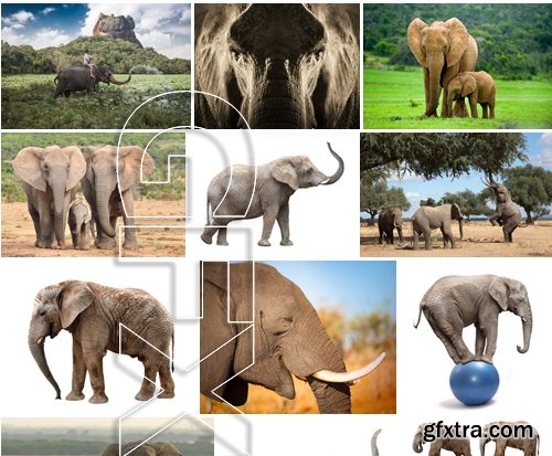 Stock Photos - Elephant, 25xJPG