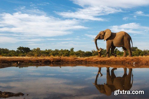 Stock Photos - Elephant, 25xJPG