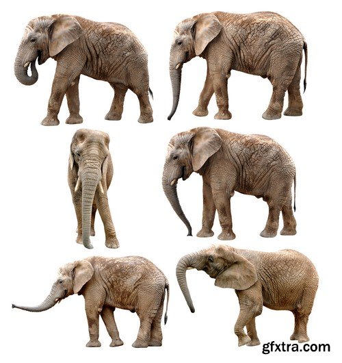 Stock Photos - Elephant, 25xJPG