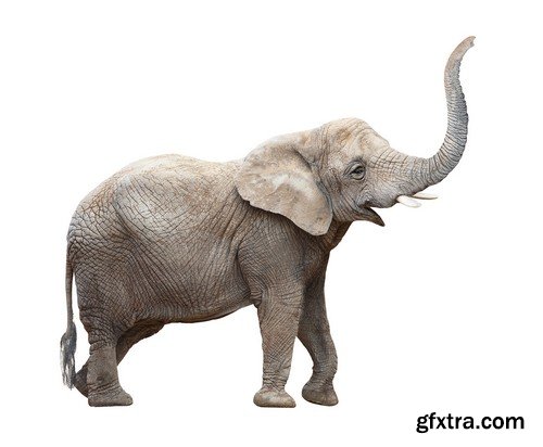 Stock Photos - Elephant, 25xJPG