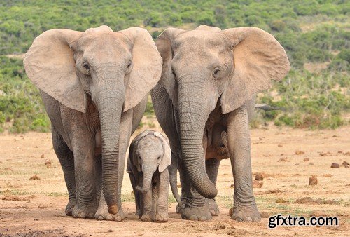 Stock Photos - Elephant, 25xJPG