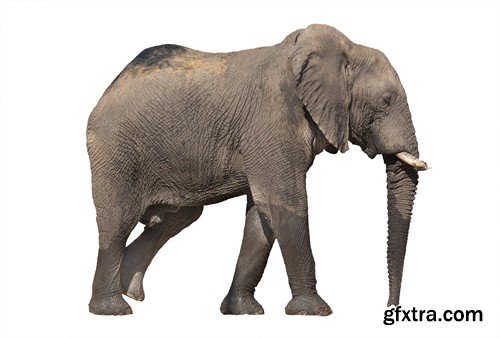 Stock Photos - Elephant, 25xJPG