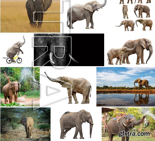 Stock Photos - Elephant, 25xJPG