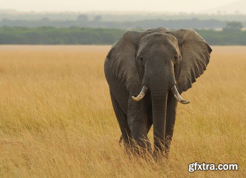 Stock Photos - Elephant, 25xJPG