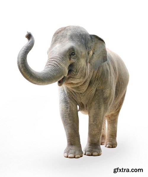 Stock Photos - Elephant, 25xJPG