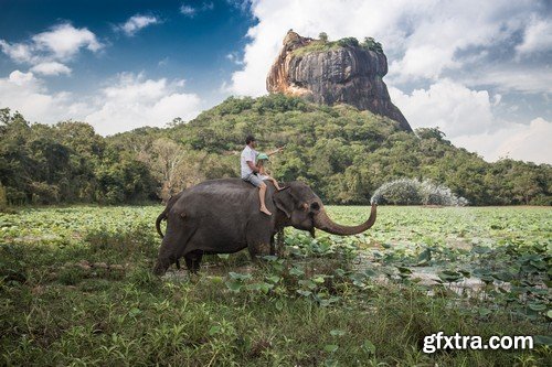 Stock Photos - Elephant, 25xJPG