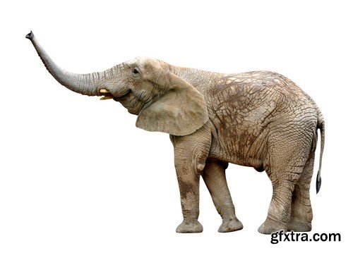 Stock Photos - Elephant, 25xJPG