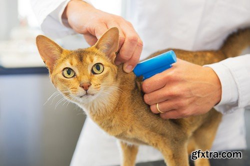 Stock Photos - Veterinarian, 25xJPG