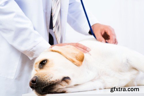 Stock Photos - Veterinarian, 25xJPG