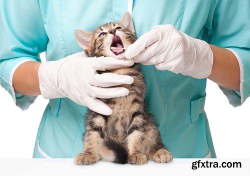 Stock Photos - Veterinarian, 25xJPG