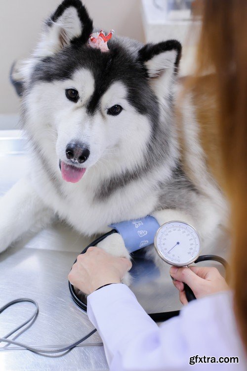 Stock Photos - Veterinarian, 25xJPG