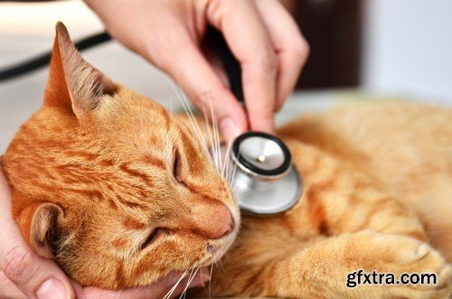 Stock Photos - Veterinarian, 25xJPG