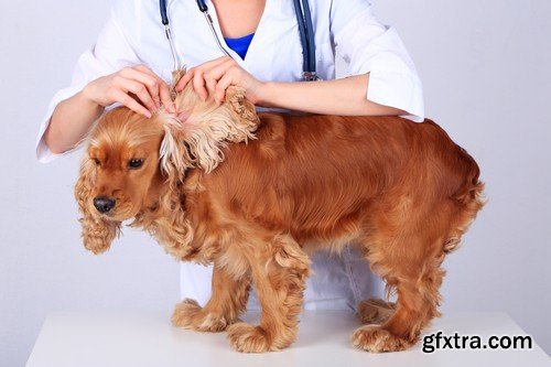 Stock Photos - Veterinarian, 25xJPG