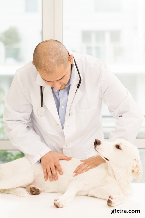 Stock Photos - Veterinarian, 25xJPG