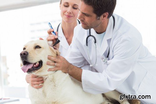 Stock Photos - Veterinarian, 25xJPG