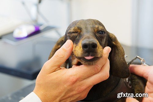 Stock Photos - Veterinarian, 25xJPG