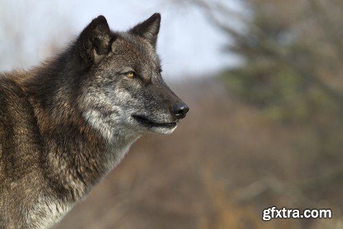 Stock Photos - Wolf, 24xJPG