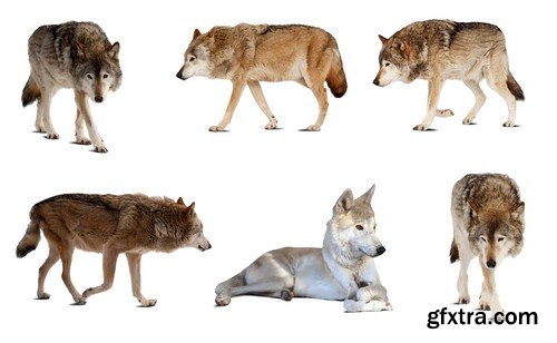 Stock Photos - Wolf, 24xJPG