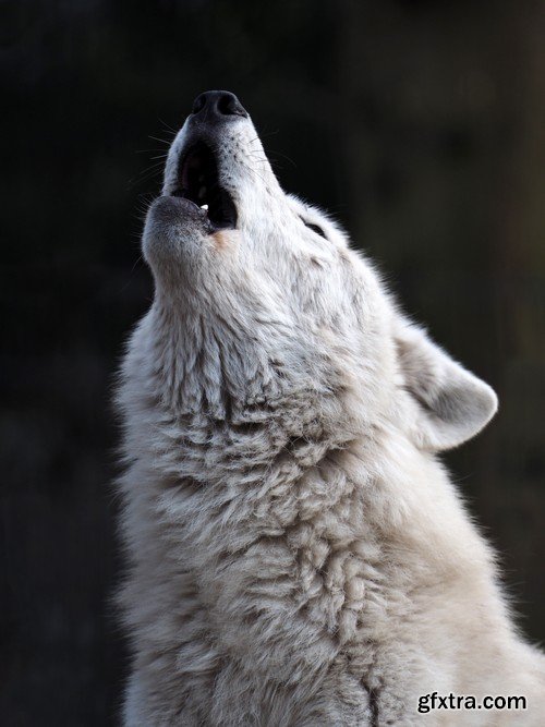 Stock Photos - Wolf, 24xJPG