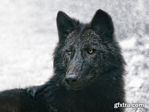 Stock Photos - Wolf, 24xJPG