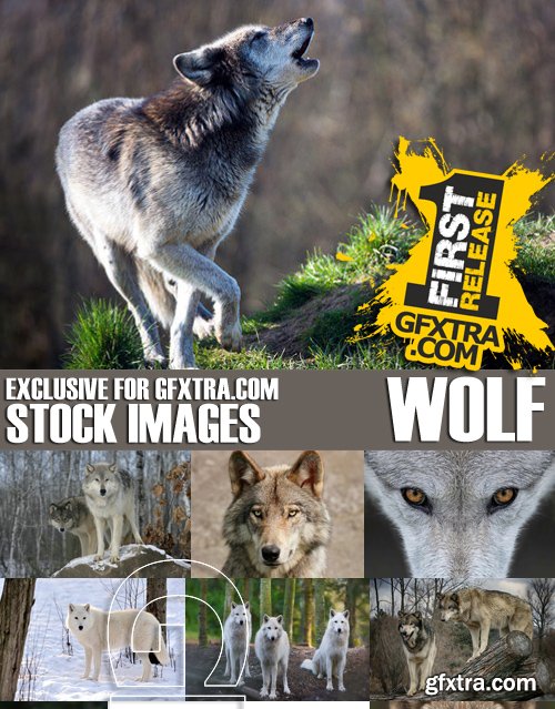 Stock Photos - Wolf, 24xJPG