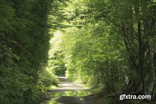 Stock Photos - Forest road, 25xJPG