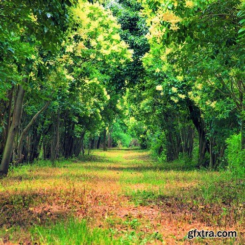 Stock Photos - Forest road, 25xJPG