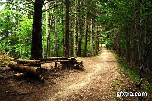 Stock Photos - Forest road, 25xJPG