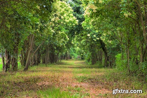 Stock Photos - Forest road, 25xJPG