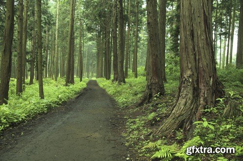 Stock Photos - Forest road, 25xJPG