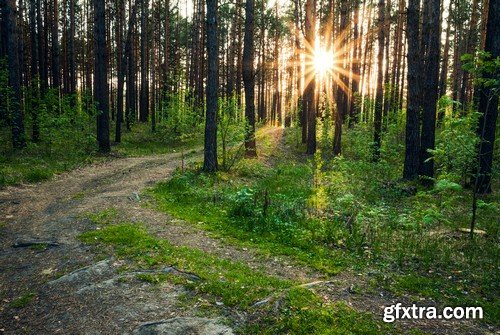 Stock Photos - Forest road, 25xJPG