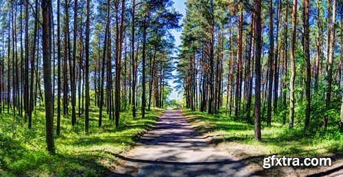 Stock Photos - Forest road, 25xJPG