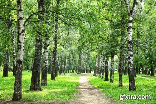 Stock Photos - Forest road, 25xJPG