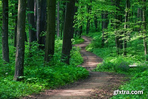 Stock Photos - Forest road, 25xJPG