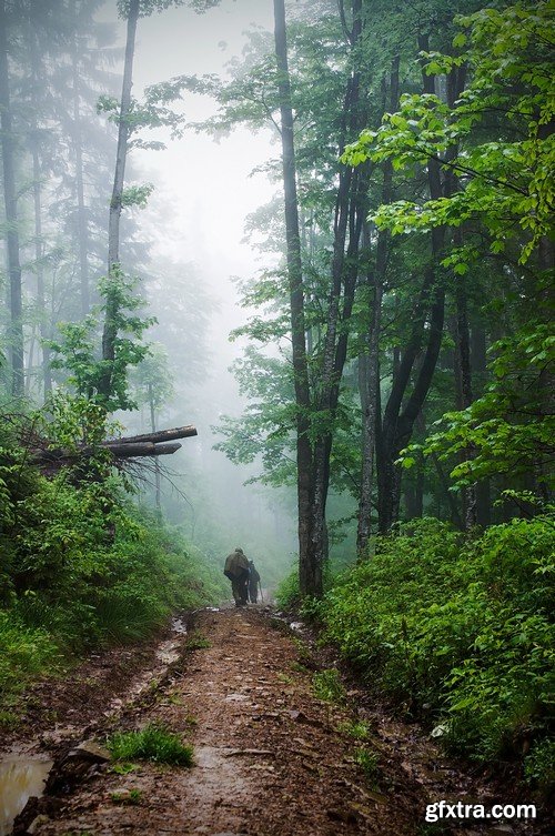 Stock Photos - Forest road, 25xJPG