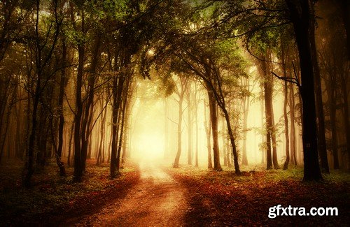 Stock Photos - Forest road, 25xJPG