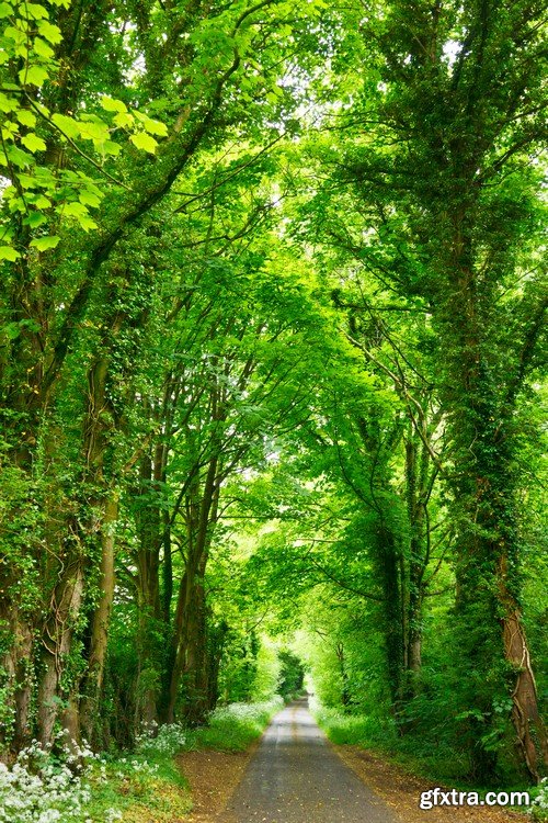 Stock Photos - Forest road, 25xJPG