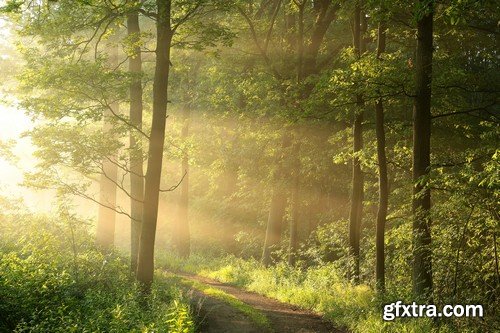 Stock Photos - Forest road, 25xJPG