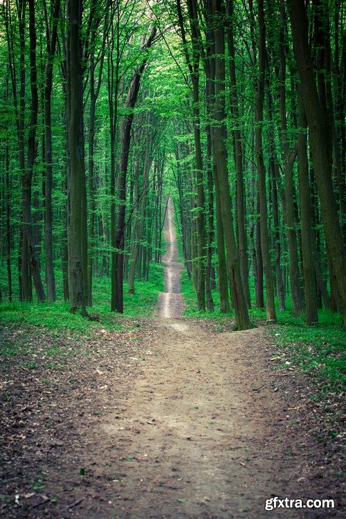 Stock Photos - Forest road, 25xJPG