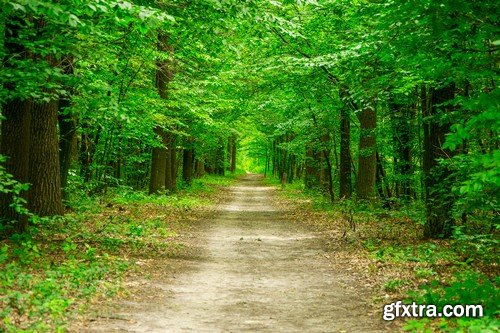 Stock Photos - Forest road, 25xJPG