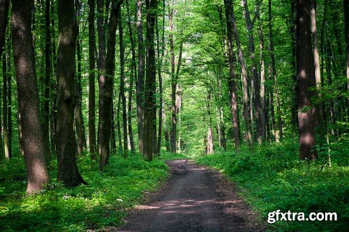 Stock Photos - Forest road, 25xJPG